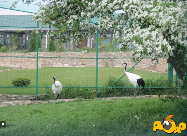 На территории парка живет 850 птиц. Натухаевская парк живой природы. Парк живой природы Додо. Зоопарк Диприз Барановичи. До-до парк живой природы Анапа