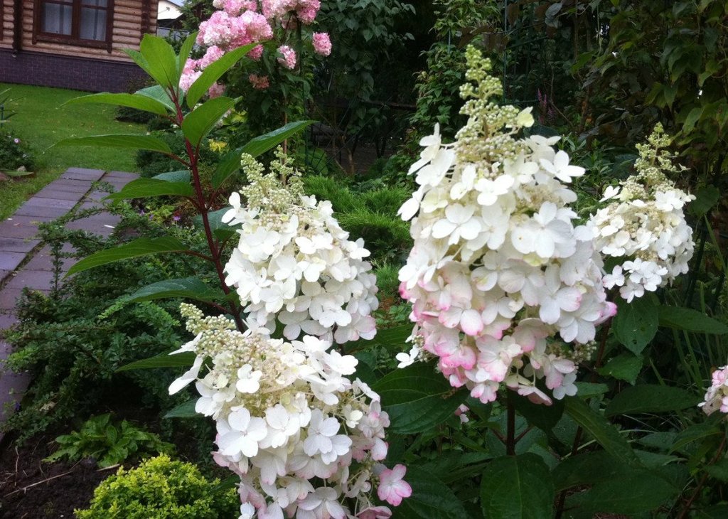 Канделайт гортензия метельчатая фото Гортензия метельчатая Hydrangea pan. Candlelight в РОССИИ. Цена товара 650 ₽/шт.