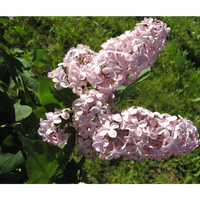 Сирень Syringa Lucie Baltet