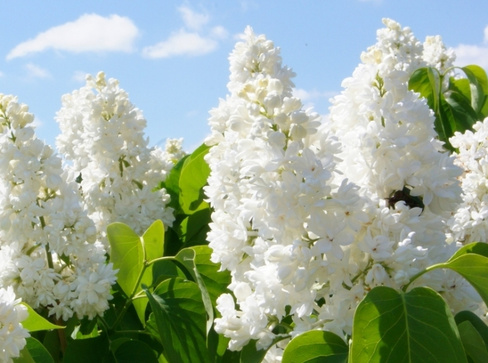 Сирень Syringa Angel White