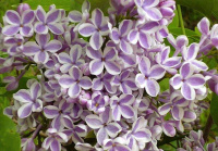 Сирень обыкновенная Syringa vulgaris Lila Wonder