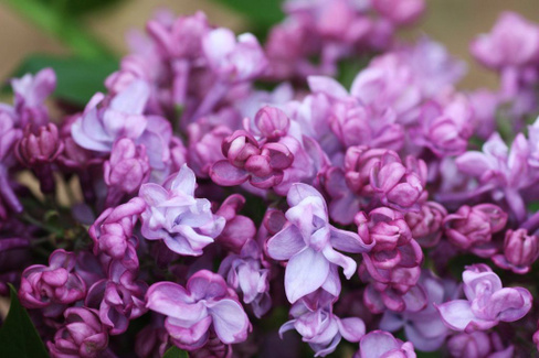 Сирень Syringa Paul Thirion