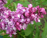 Сирень Syringa vulgaris Etolie de mai