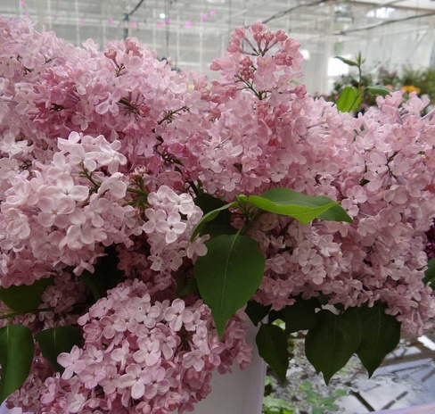 Сирень Syringa vulgaris Maidens Blush