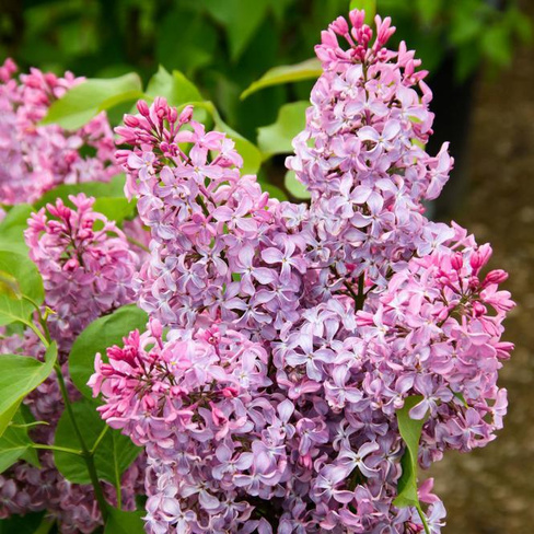 Сирень Syringa vulgaris Princesse Sturdza