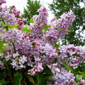 Сирень Syringa vulgaris PAMIEC O WAWILOWIE