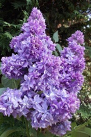 Сирень Syringa vulgaris Nadezhda