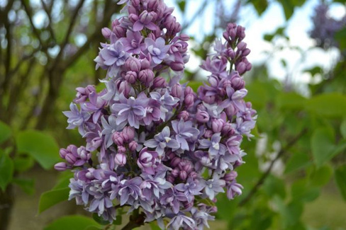 Сирень Syringa vulgaris Abel Carriere