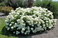 Гортензия древовидная Hydrangea arb. Annabelle горшок С3