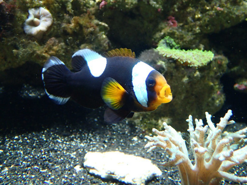 Клоун седлоспинный разводной, L /Amphiprion polymnus (5-5,5 см)