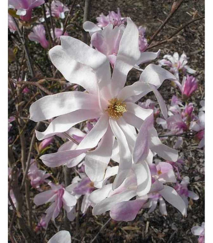 МАГНОЛИЯ ЗВЕЗДЧАТАЯ MAGNOLIA STELLATA ROSEA